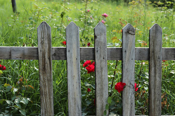 protective wooden fence for garden
