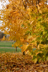 A scenic view of an autumn park with orange and yellow leaves on the trees.