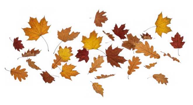Falling Autumn Leaves On Black Background