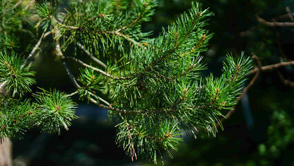 Close-up of vibrant green pine needles and branches