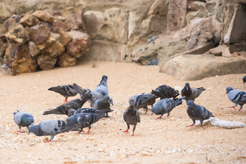 A group of pigeons foraging on a sandy ground with stone background, capturing urban wildlife activity