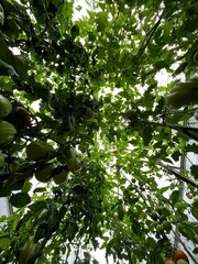 Zielone pomidory, eko 100 % 