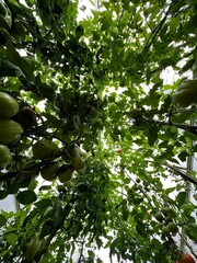 Zielone pomidory, eko 100 % 