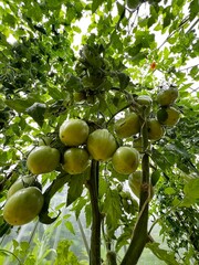 Zielone pomidory, eko 100 % 