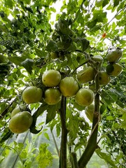 Zielone pomidory, eko 100 % 