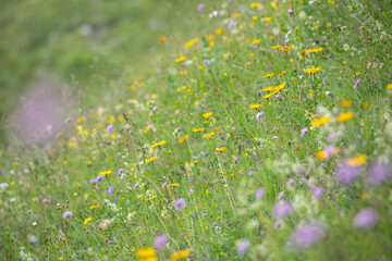Blühende Kräuterwiese auf der Alm in den Alpen