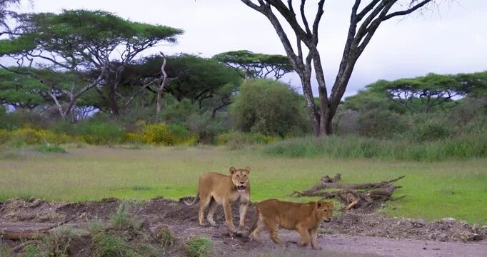 Moody Sky over African Savannah Grassland