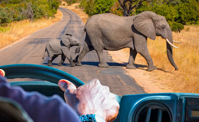 A safari car waiting for A baby elephant crosses the road behind the mother elephant - A herd of...