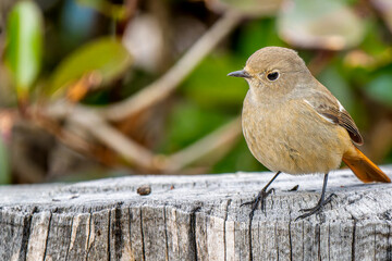 切り株にとまるジョウビタキのメス