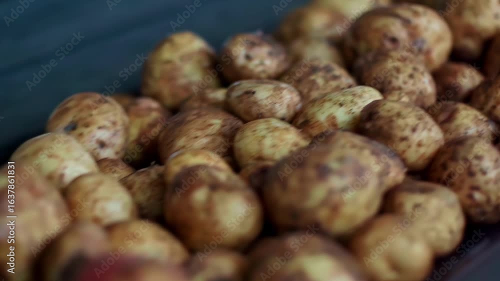Poster close-up of unwashed raw potatoes rolling along an automated conveyor belt for sorting and cleaning 