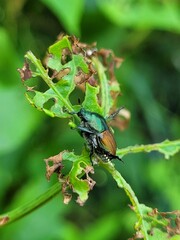 Japanese beetle on a leaf