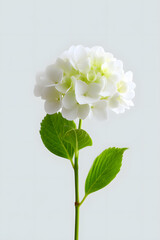 Fototapeta premium White hydrangea bloom with green leaves on soft blue background. Elegant floral photo perfect for greeting cards, spring themes, or wedding designs.