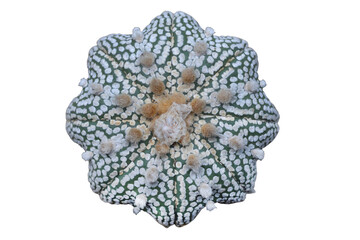 Astrophytum asterias Miracle isolated on transparent background png file