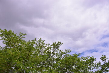 The green tops of trees against a dramatic, moody, and overcast sky filled with dark storm clouds...