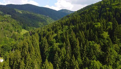 Lush green mountain forest viewed from above, showing dense evergreen trees and rolling hills under a partly cloudy sky
