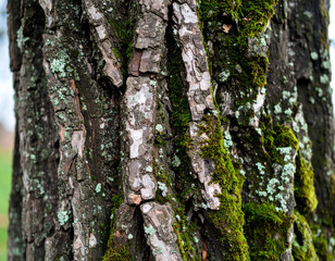 Obraz premium Close-up of Tree Bark with Moss and Lichen Texture Detail