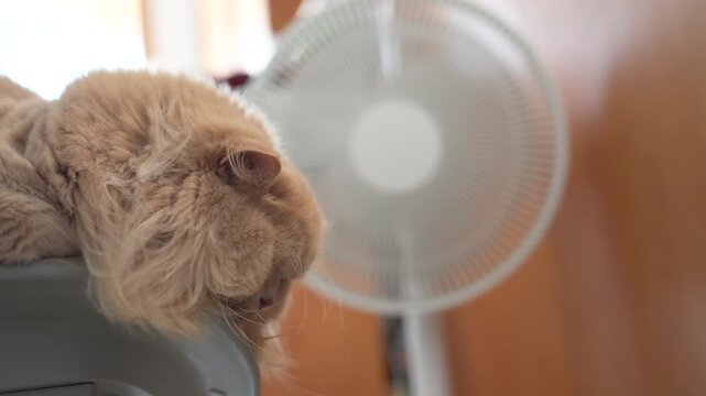 A yellow British longhair cat is blowing an electric fan in the bedroom during a hot summer in Dongguan City, Guangdong Province, China, Asia