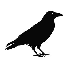 Silhouette of a black crow standing on a white background