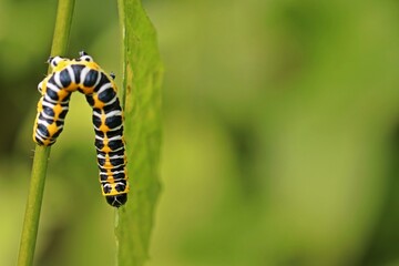 Raupe des Lattich-Mönchs (Cucullia lactucae) an Mauerlattich (Mycelis muralis)