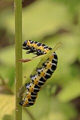 Raupe des Lattich-Mönchs (Cucullia lactucae) an Mauerlattich (Mycelis muralis)
