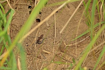 Neugeborene Waldeidechse (Zootoca vivipara) an Ameisennest