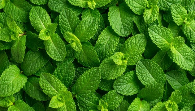 Lush, vibrant green mint leaves fill the frame, creating a textured background