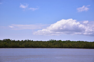 A dense green mangrove forest lines the bank of a wide river under a beautiful blue sky with white clouds in Bangladesh.