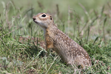 Speckled ground squirrel (Spermophilus suslicus) photographed close-up sitting in green spring grass