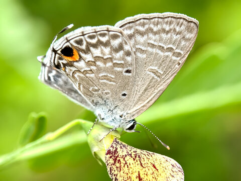 Close up of butterflies perched on green leaves, plains cupid butterflies (Luthrodes pandava)