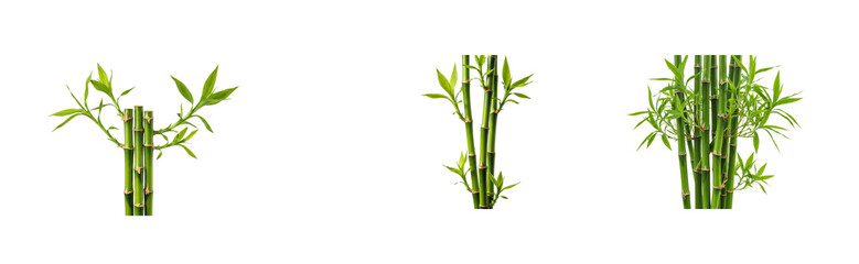 Bamboo growth stages natural environment botanical green plants nature concept. Cut out PNG set