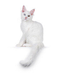 Amazing solid white odd eyed Maine Coon cat kitten, sitting up side ways on edge. Looking straight to camera. Isolated on a white background.