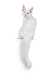 Amazing solid white odd eyed Maine Coon cat kitten, sitting up backwards on edge. Looking over shoulder straight to camera. Isolated on a white background.