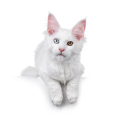 Amazing solid white odd eyed Maine Coon cat kitten, laying down facing front on edge. Looking straight to camera. Isolated on a white background.