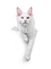 Amazing solid white odd eyed Maine Coon cat kitten, laying down facing front on edge. Looking straight to camera. Isolated on a white background.