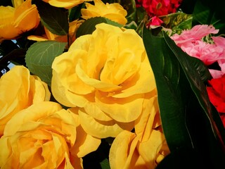 yellow and red roses