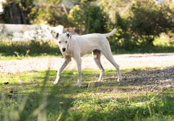 White albino dog with black nose walking in yard