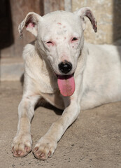Obraz premium White albino dog lying on concrete floor 