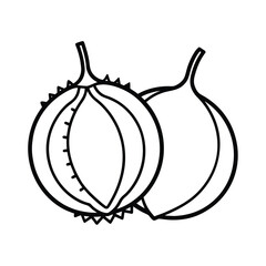 horse chestnut fruits line art on white background 