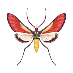 Cartoon insect illustration showing red wings white underwings and long antennae against a dark backdrop.