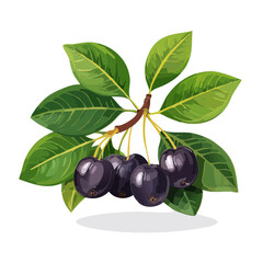 Illustration of ripe Java plums hanging on a branch with green leaves against a dark background