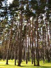 Pine forest on a sunny day. Pines on the forest lawn, green grass in summer.