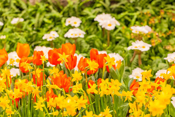 Vibrant garden scene featuring colorful tulips and cheerful daffodils in full bloom