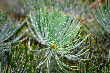 Fir tree foliage infested with woolly adelgid pests revealing white cottony growths and damaged...