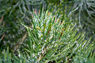 Macro closeup of spruce needles attacked by woolly adelgid insects causing white fluffy spots and...