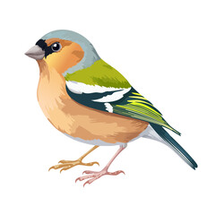 Colorful Chaffinch Bird Illustration on Black Background. Cartoon Style Illustration of Bird with Brown Orange and Green Plumage.