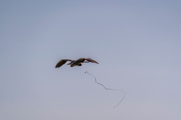 Fish heron shitting feeding in flight at Klostermølle, Denmark climate 2025