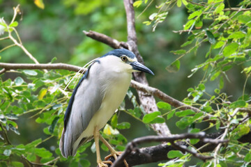 The black-crowned night heron or black-capped night heron, is a medium-sized heron - closeup shot