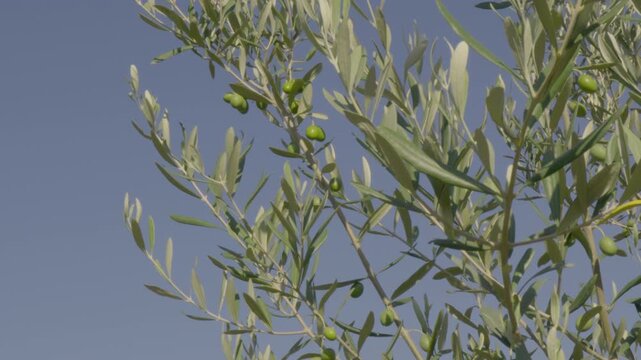 Dettaglio rami di ulivi al vento con olive in puglia