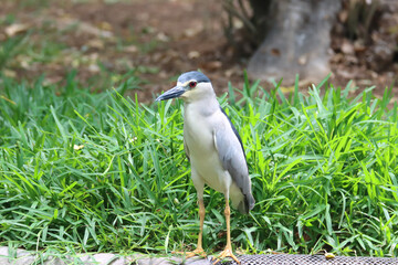 The black-crowned night heron or black-capped night heron, is a medium-sized heron - closeup shot