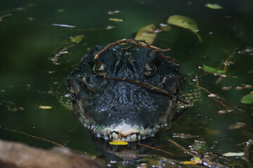Fototapeta premium Caiman in water - head close up shot.